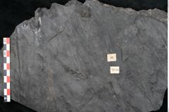 Foto (Detailansicht) von Noeggerathia palmaeformis Goeppert (NHMW-GEO-2024-0188-10744)
